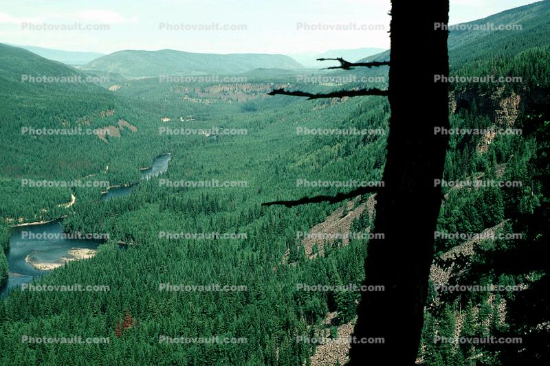 Thick Forest, lakes, valley, water, near Quesnel