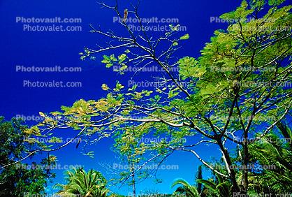Tropical Island, Trees