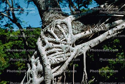 Banyan Tree, Roots