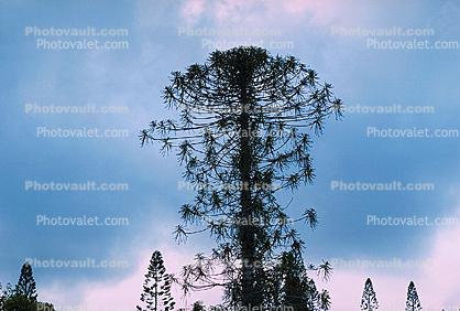 Tropical Pine Tree