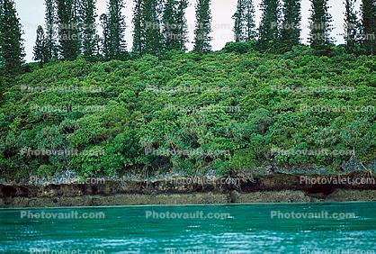 Tropical Pine Trees, Island, Coral Reef