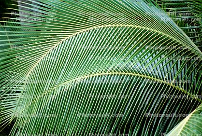 Palm Tree Fronds, texture, background