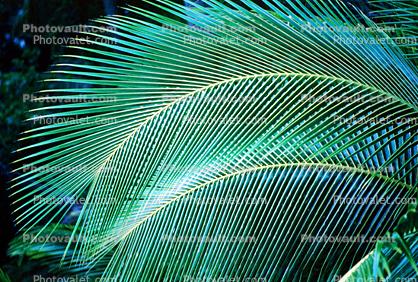 Palm Tree Fronds, texture, background