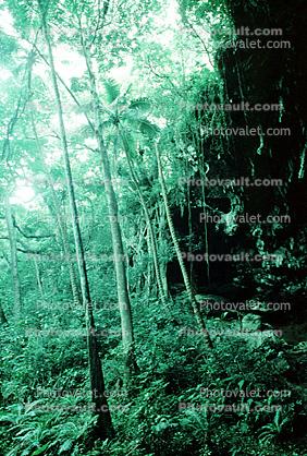 Rain Forest, Ferns