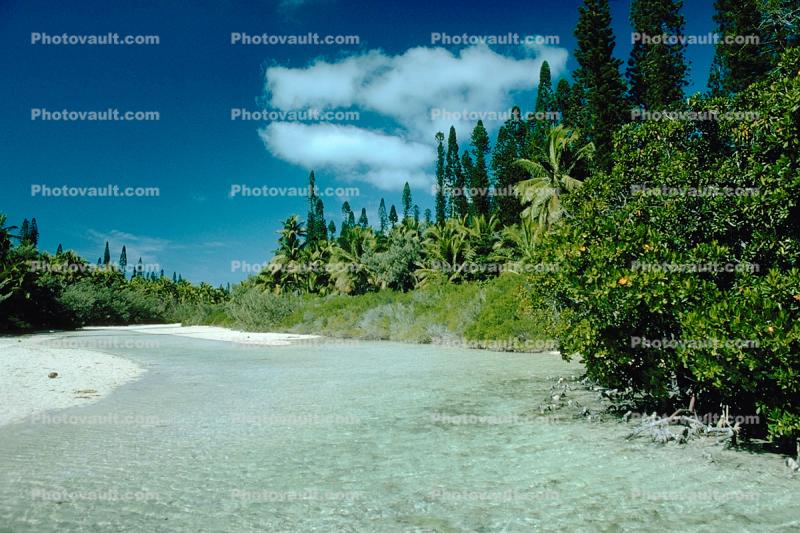 Palm Trees, Forest, Beach, Tidal Inlet, Sand, Clouds