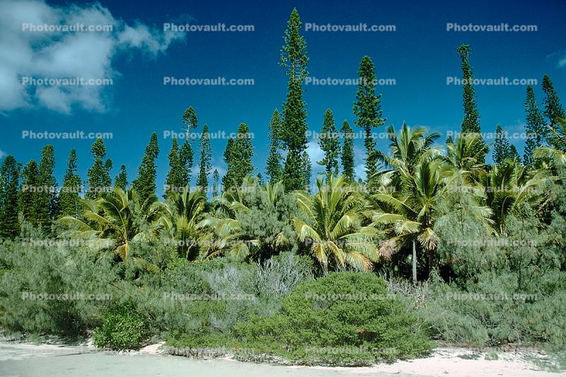 Tropical Pines, Beach, Palm Trees, forest