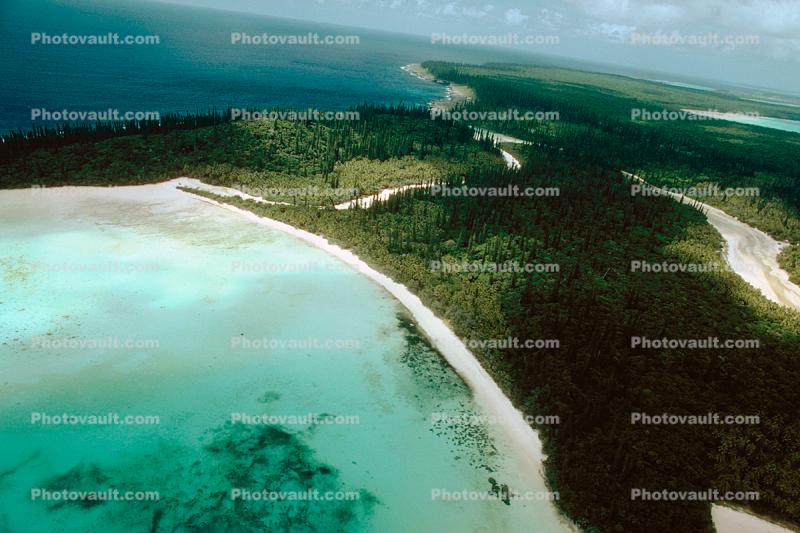 Forest, Trees, Pacific Ocean, Isle of Pines, New Caledonia, shore, shoreline, coast