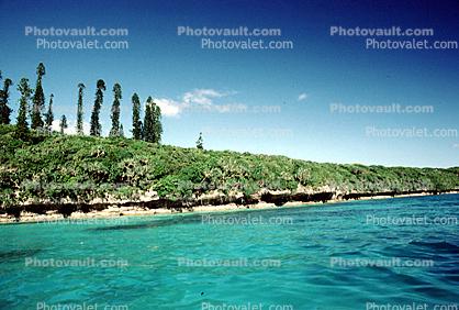 Tropical Pine Trees, Island, Coral Reef, Pacific Ocean