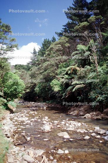 river, stream, rainforest, ferns