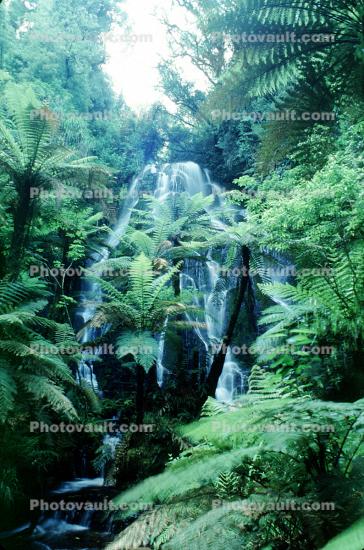Ferns, Rainforest, Waterfall, Vegitation, Rotorua