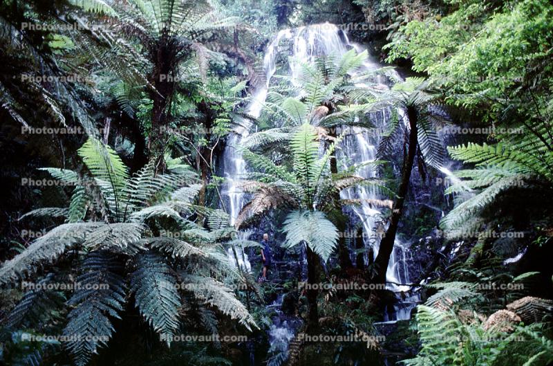Ferns, Rainforest, Waterfall, Vegetation, Rotorua