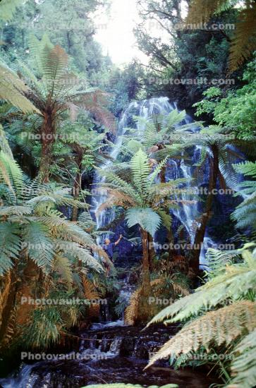 Waterfall, Ferns, Rainforest, Vegetation, Rotorua