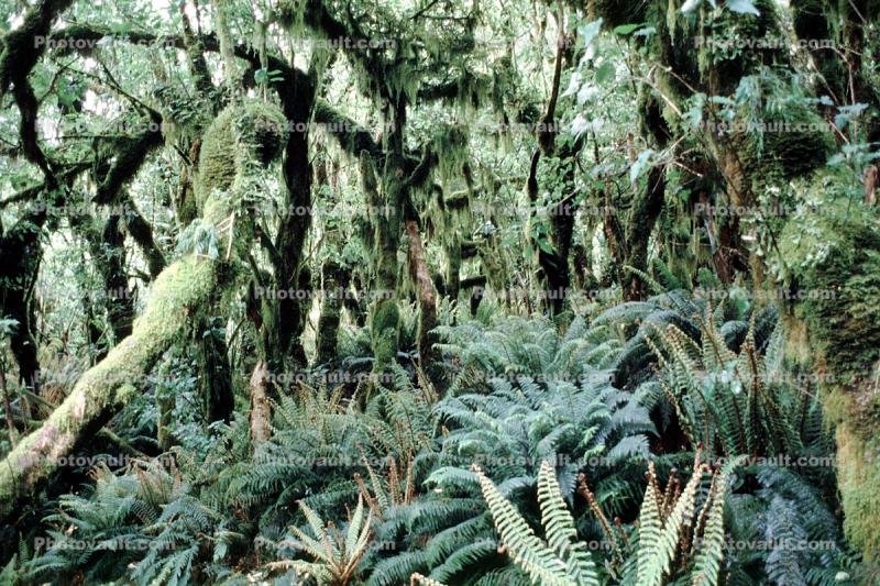 Ferns, rainforest