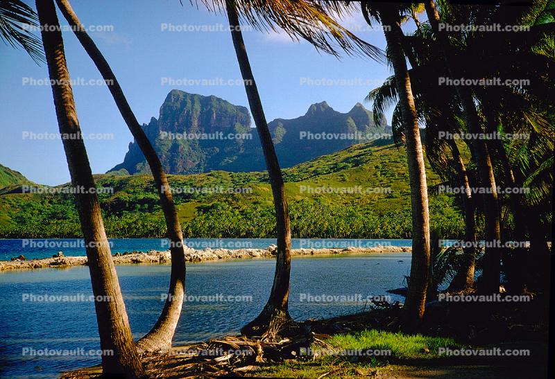 Palm Trees, inlet, mountains, Bora Bora