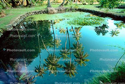 Pond, Island of Tahiti