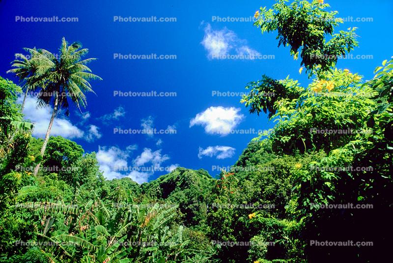 Trees, Rainforest, Island of Tahiti