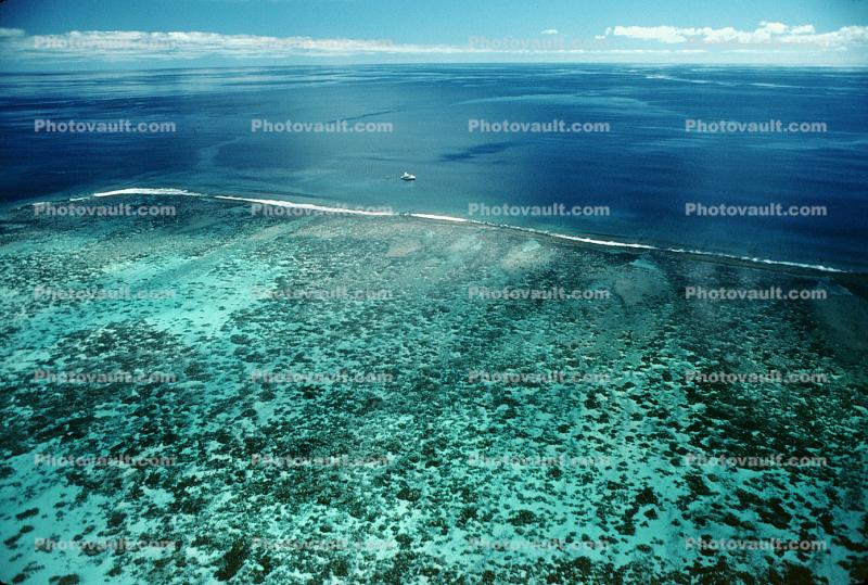 Coral Reef, Island of Moorea