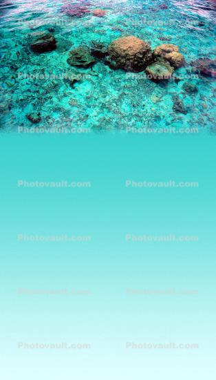 Coral, Island of Moorea