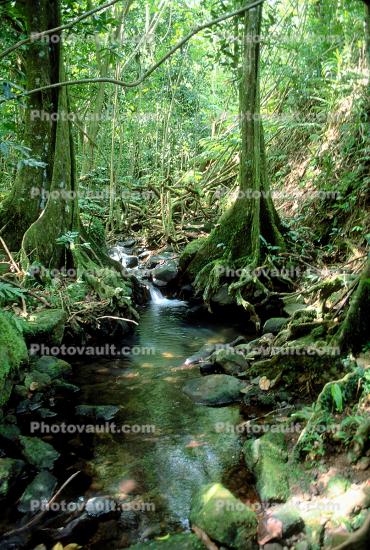 Island of Moorea, Rain Forest