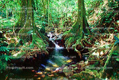 Stream, Tree Roots, jungle, Island of Moorea, Rain Forest