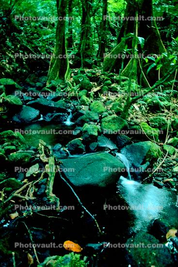 Jungle, Stream, Trees, Forest, Rainforest, Stones, Moss