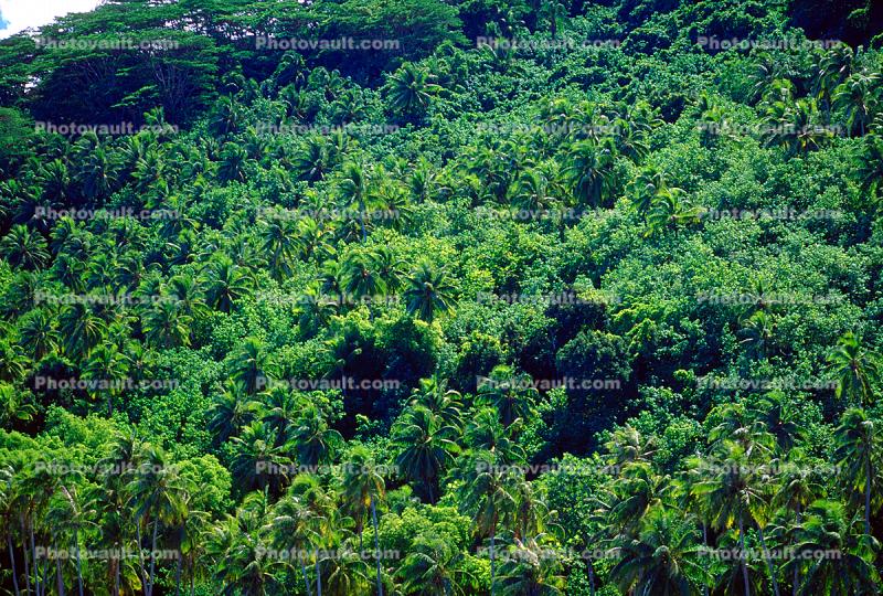 Palm Trees, Rain Forest, Island of Bora Bora
