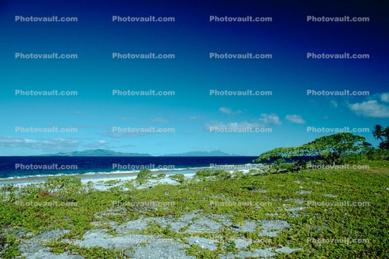 Beach, shore plants, Island of Bora Bora