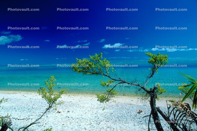 Beach, Ocean, Trees, Island of Bora Bora