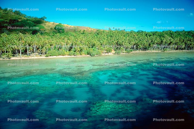 Forest of Palm Trees, Beach, Ocean, Island of Bora Bora