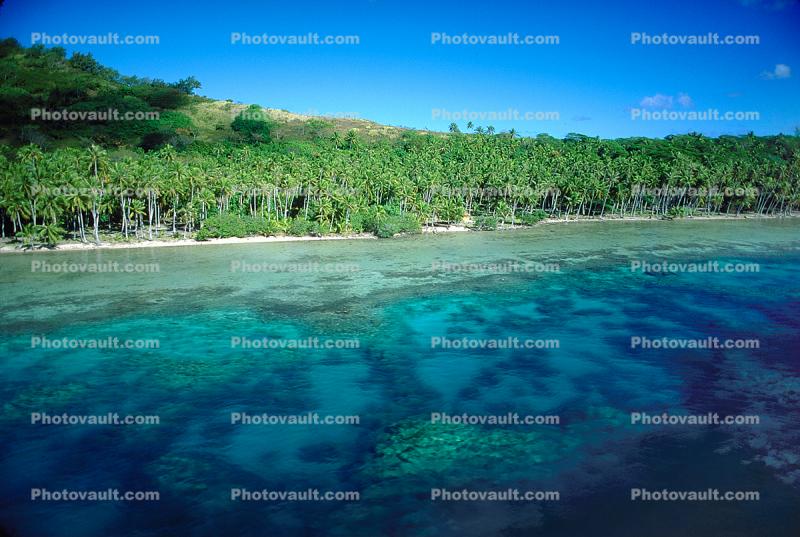 Forest of Palm Trees, Beach, Ocean, Island of Bora Bora