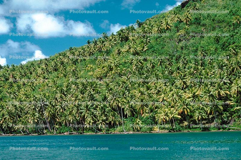 Rain Forest, Palm Trees, Island of Bora Bora