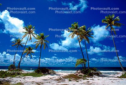 Palm Tree in the Sand, Beach, Island of Bora Bora