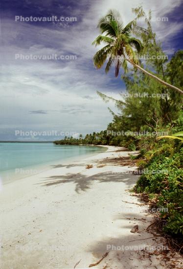 Beach, Palm Trees, Aitutaki, Cook Islands