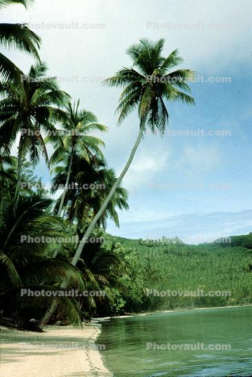Palm Trees, Beach, Sand, Ocean, Forest