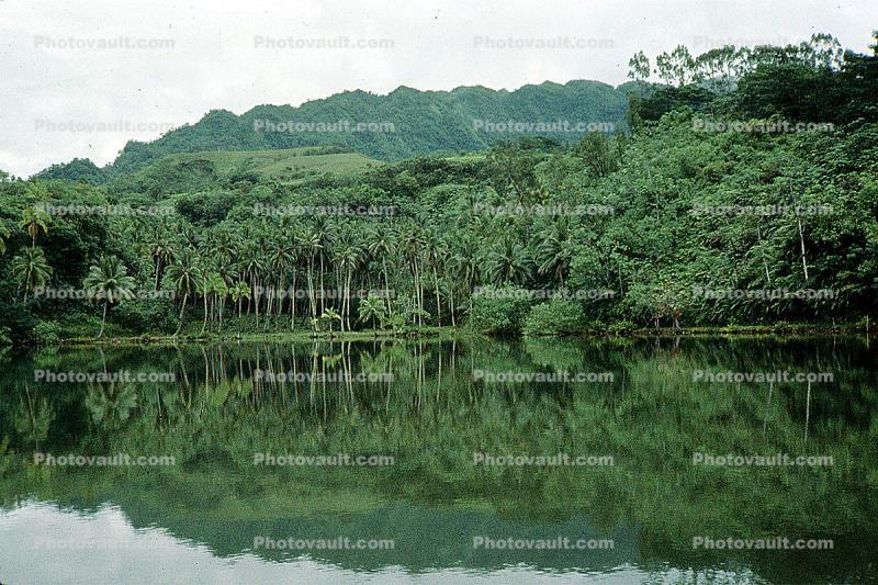 Reflection, Ocean, Rain Forest
