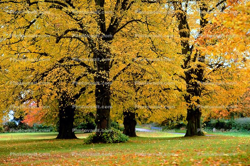 fall colors, autumn, tree, Trees, Vegetation, Flora, Plants, Colorful, Beautiful, Magical, Woods, Forest, Exterior, Outdoors, Outside, Bucolic, Rural, peaceful