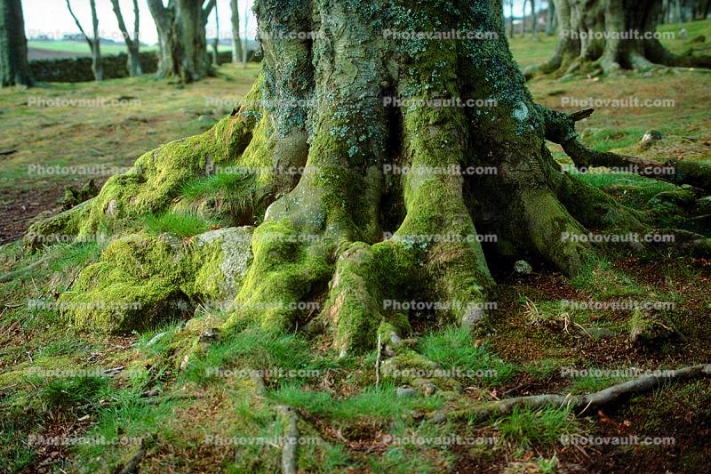 Moss, tree trunk, Root, Inverness, Scotland
