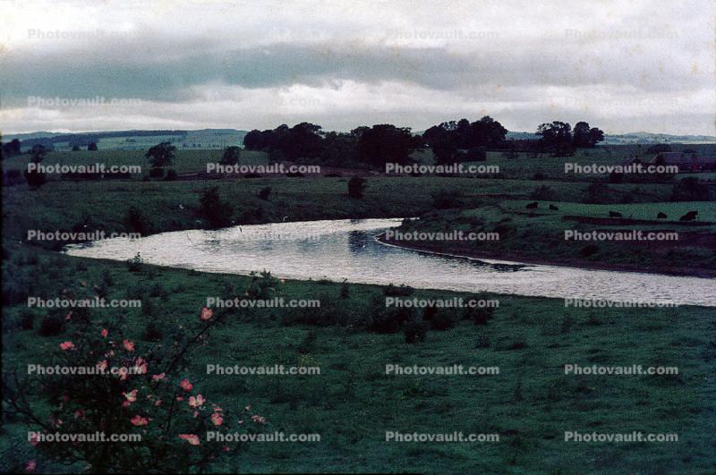 River, countryside, roses, Partshire, Scotland