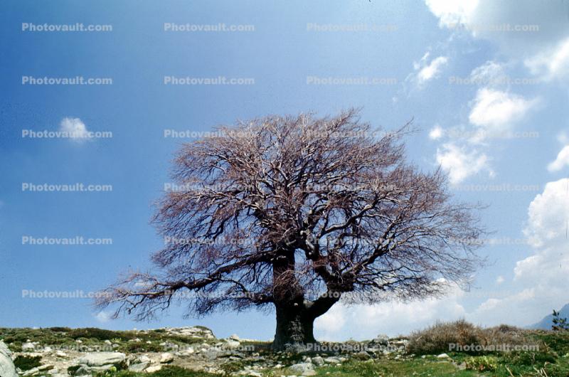 Bare Tree, Corsica