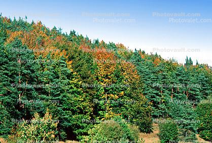 Forest, Woodlands, Mountain, autumn