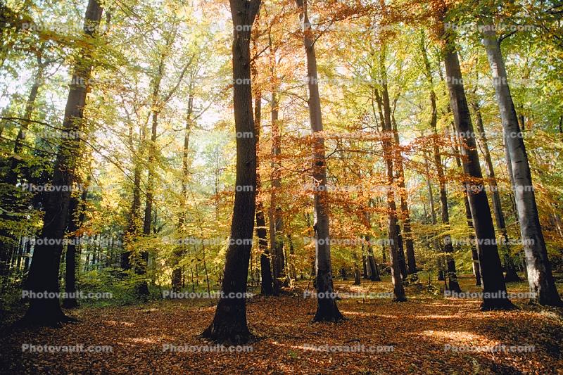 colorful Forest, Woodlands, autumn, Equanimity