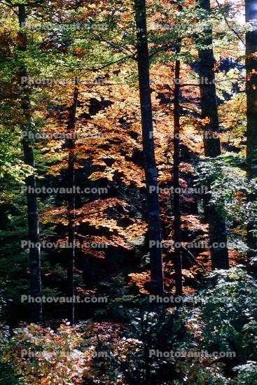 Tree, Autumn, Forest
