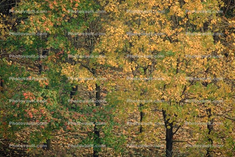 trees, forest, fall colors, autumn