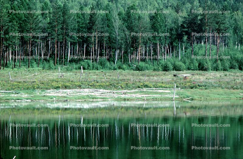 Siberia, trees, forest, lake, reflection, water