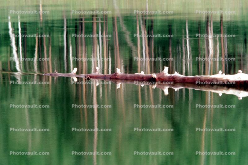 Siberia, trees, forest, lake, reflection, water