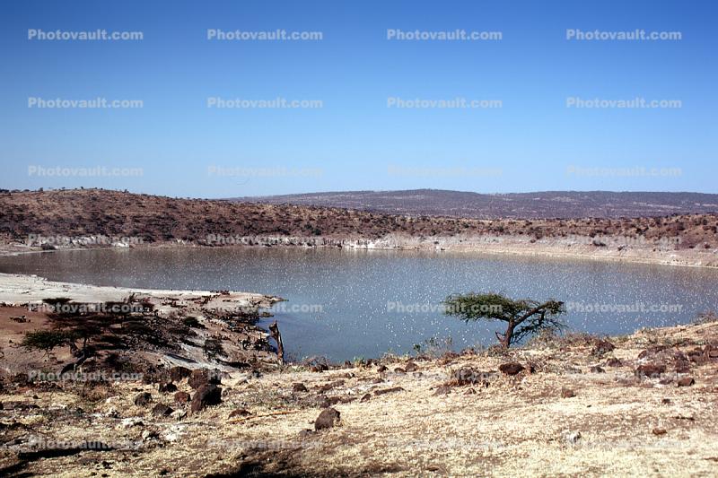 Lake, tree, desert, desolate, water