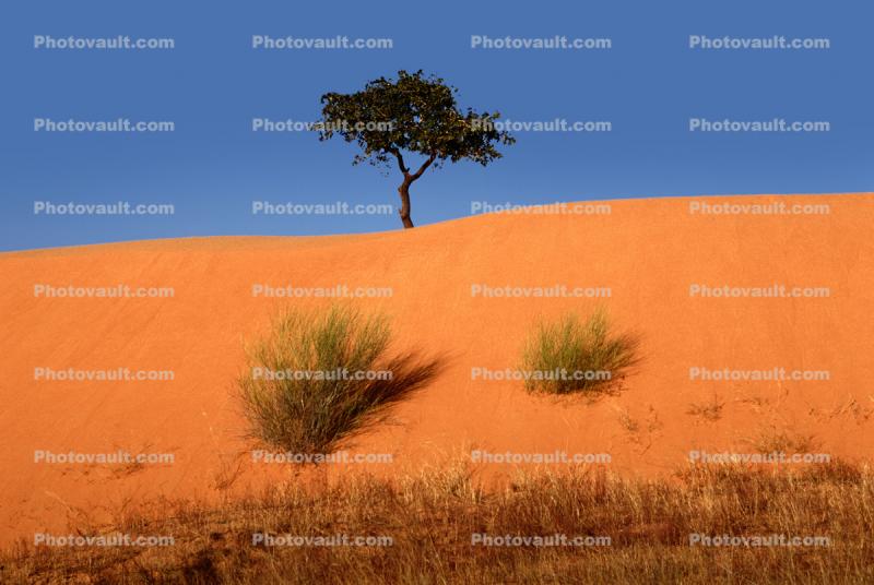 Lone Tree on a sand dune, Equanimity