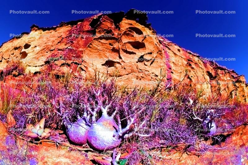 Arid, Drought, Dry, Dessicated, Parched, Hills, rock, Erosion, Elephant's Foot Plant, (Pachypodium rosulatum), Gentianales, Apocynaceae, curly, twisted, gourd