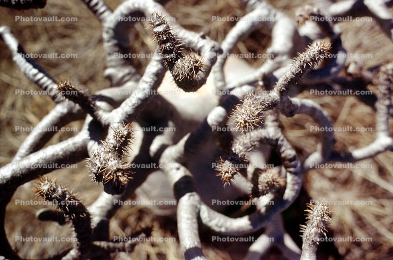 Elephant's Foot Plant, (Pachypodium rosulatum), Gentianales, Apocynaceae, Arid, Drought, Dry, Dessicated, Parched, curly, twisted, gourd