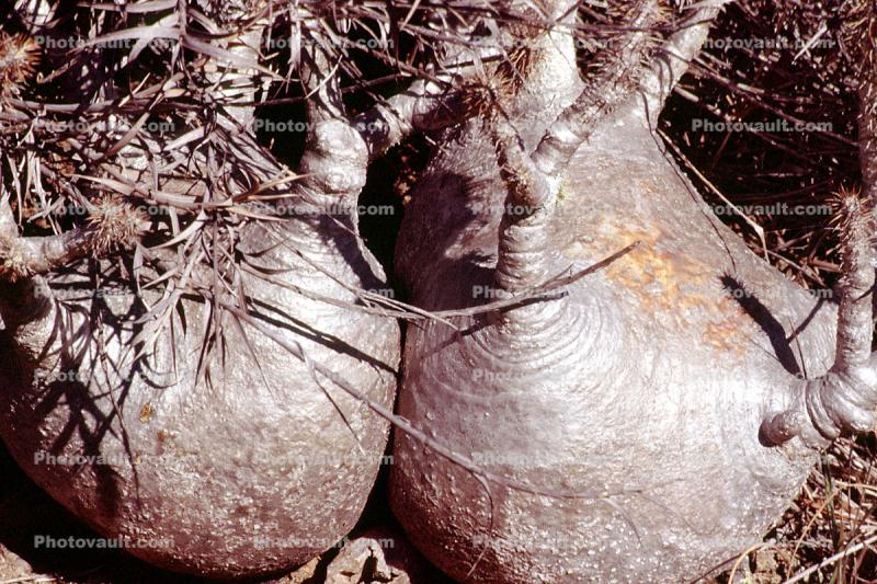 Elephant's Foot Plant, (Pachypodium rosulatum), Gentianales, Apocynaceae, Arid, Drought, Dry, Dessicated, Parched, curly, twisted, gourd, bulb